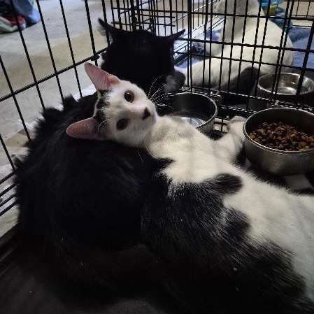 Enlarge Ripple, a Adoptable Domestic Medium Hair in Keansburg, NJ image 5/5