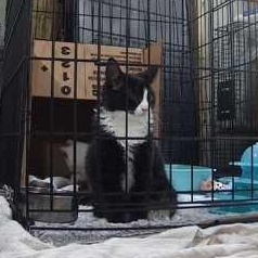 Enlarge Ripple, a Adoptable Domestic Medium Hair in Keansburg, NJ image 3/5