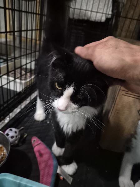 Enlarge Ripple, a Adoptable Domestic Medium Hair in Keansburg, NJ image 2/5