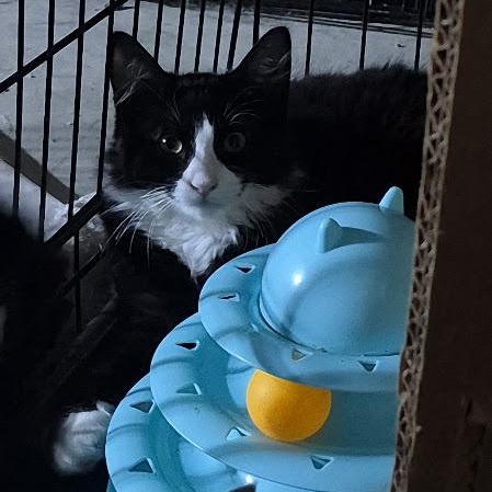 Ripple, Adoptable, Kitten Male Domestic Medium Hair.