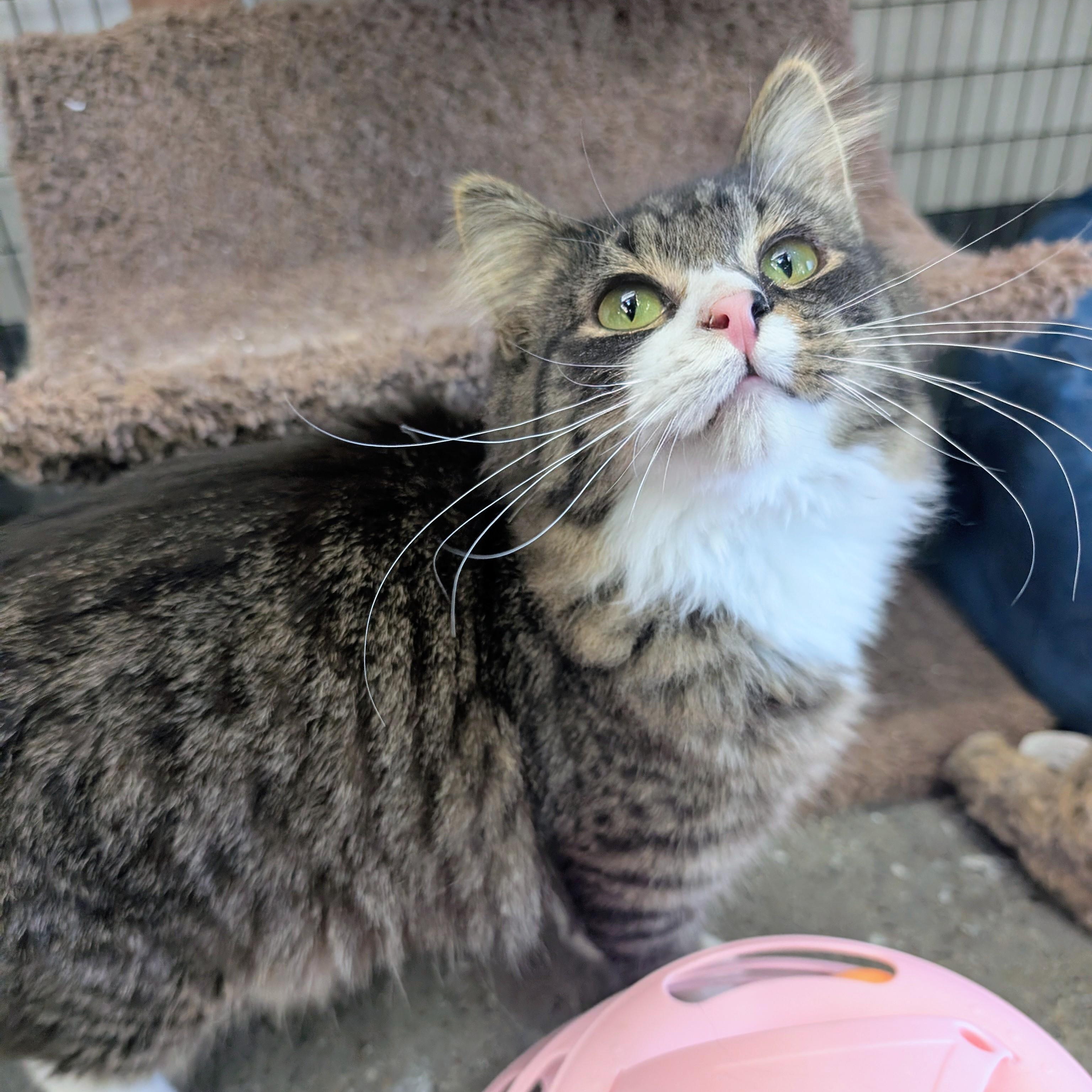 Maelstrom, ADOPTABLE, Kitten Male Domestic Medium Hair.