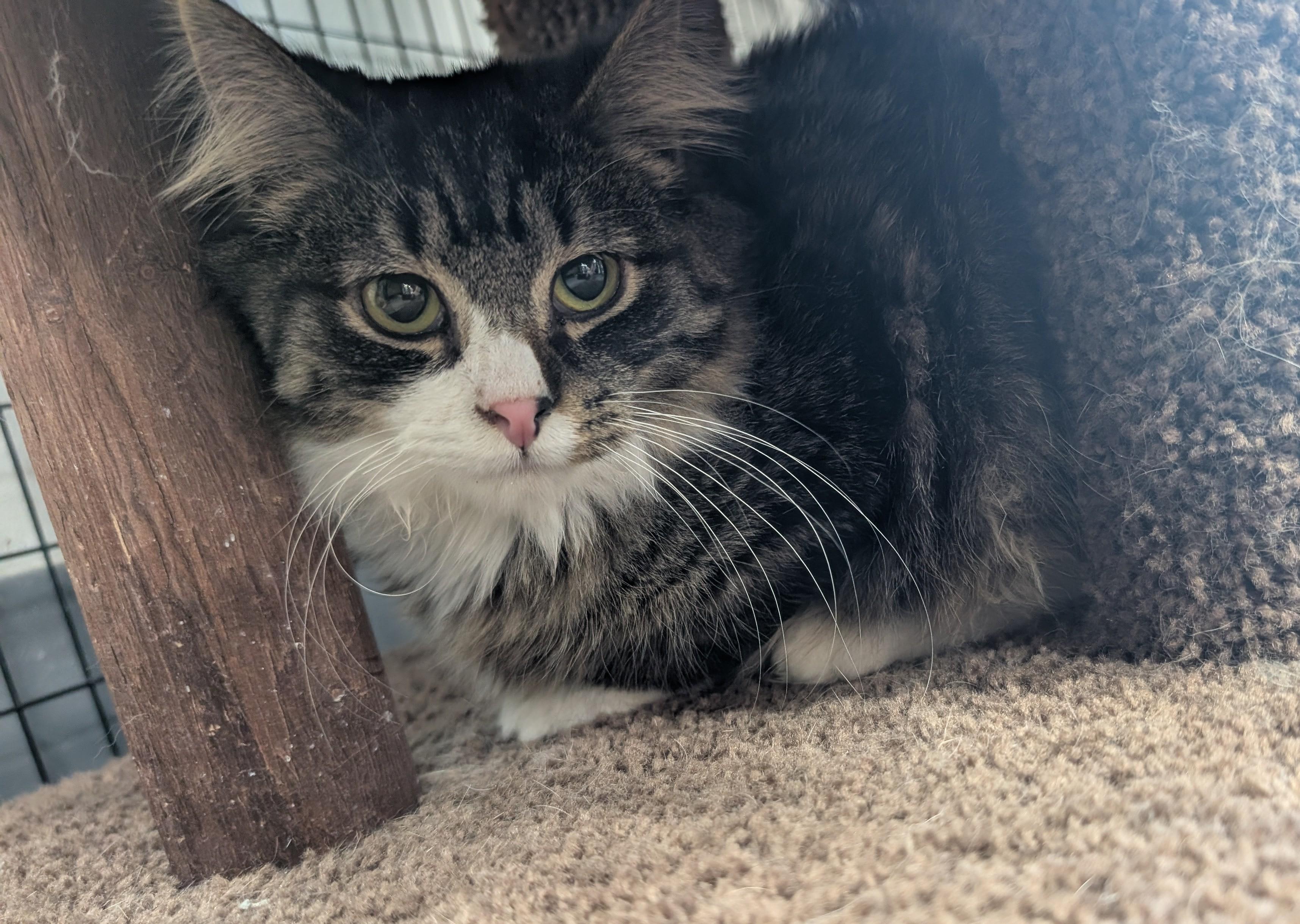 Enlarge Maelstrom, an adopted Domestic Medium Hair in Hudsonville, MI image 2/2