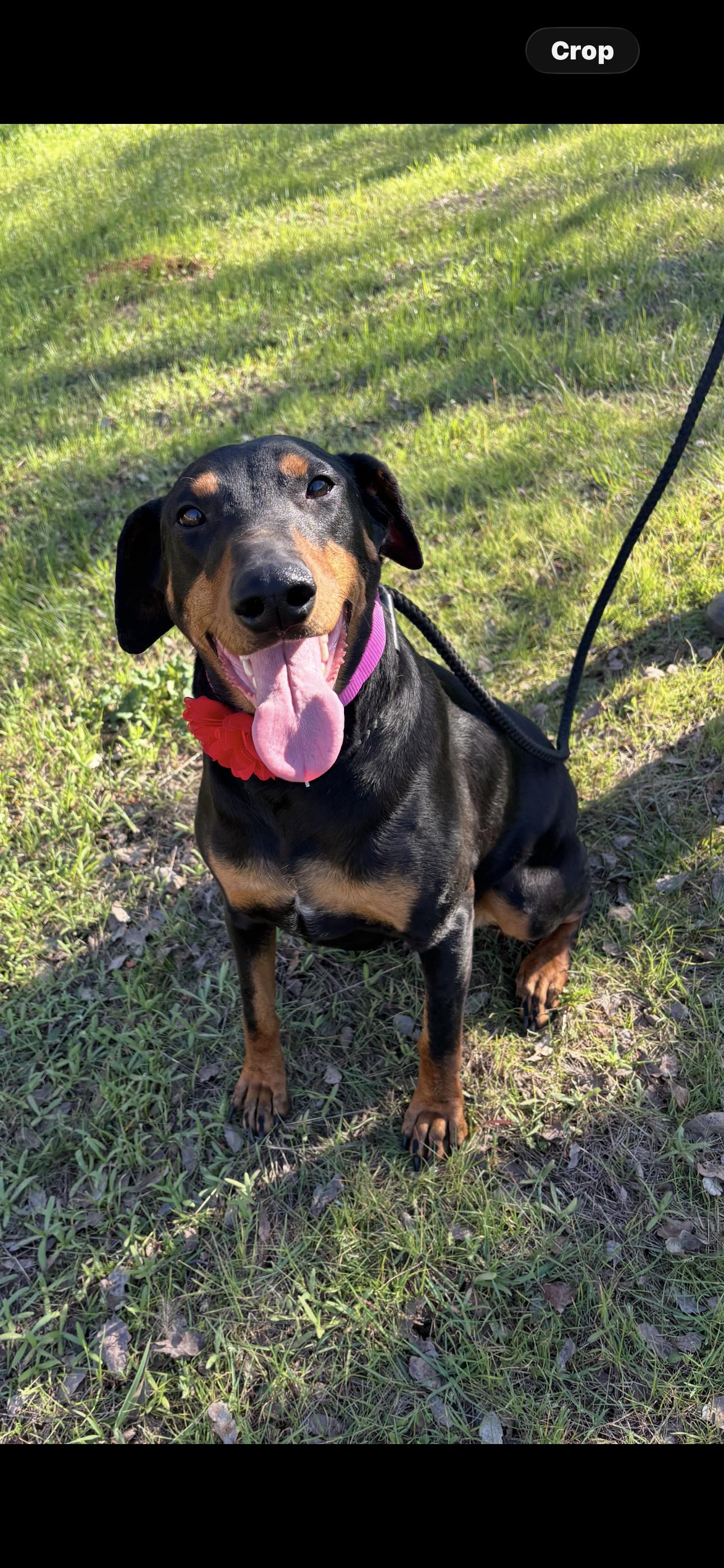 Violet, a ADOPTABLE Doberman Pinscher in Cottonwood, CA image 4/6