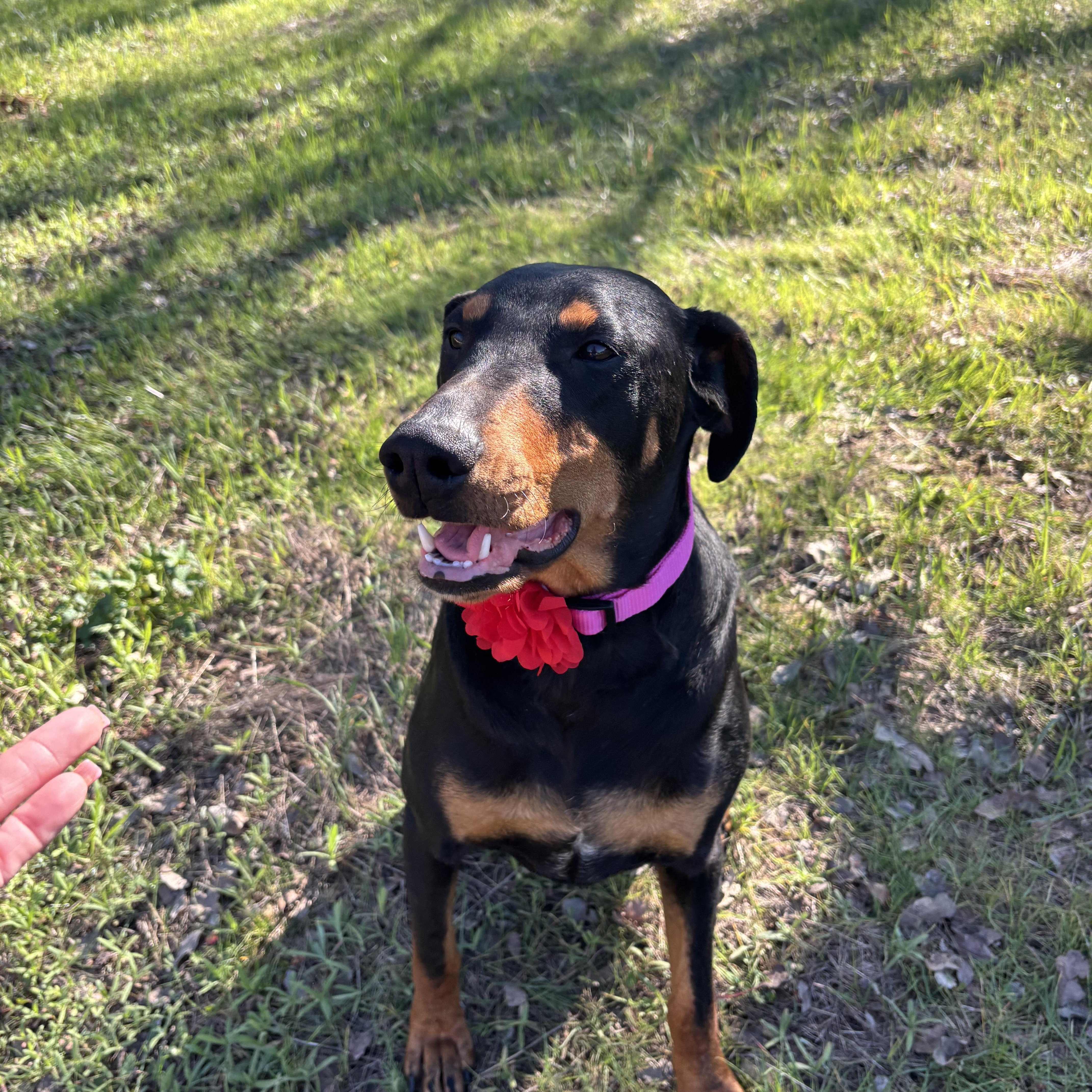 Violet, a ADOPTABLE Doberman Pinscher in Cottonwood, CA image 5/6