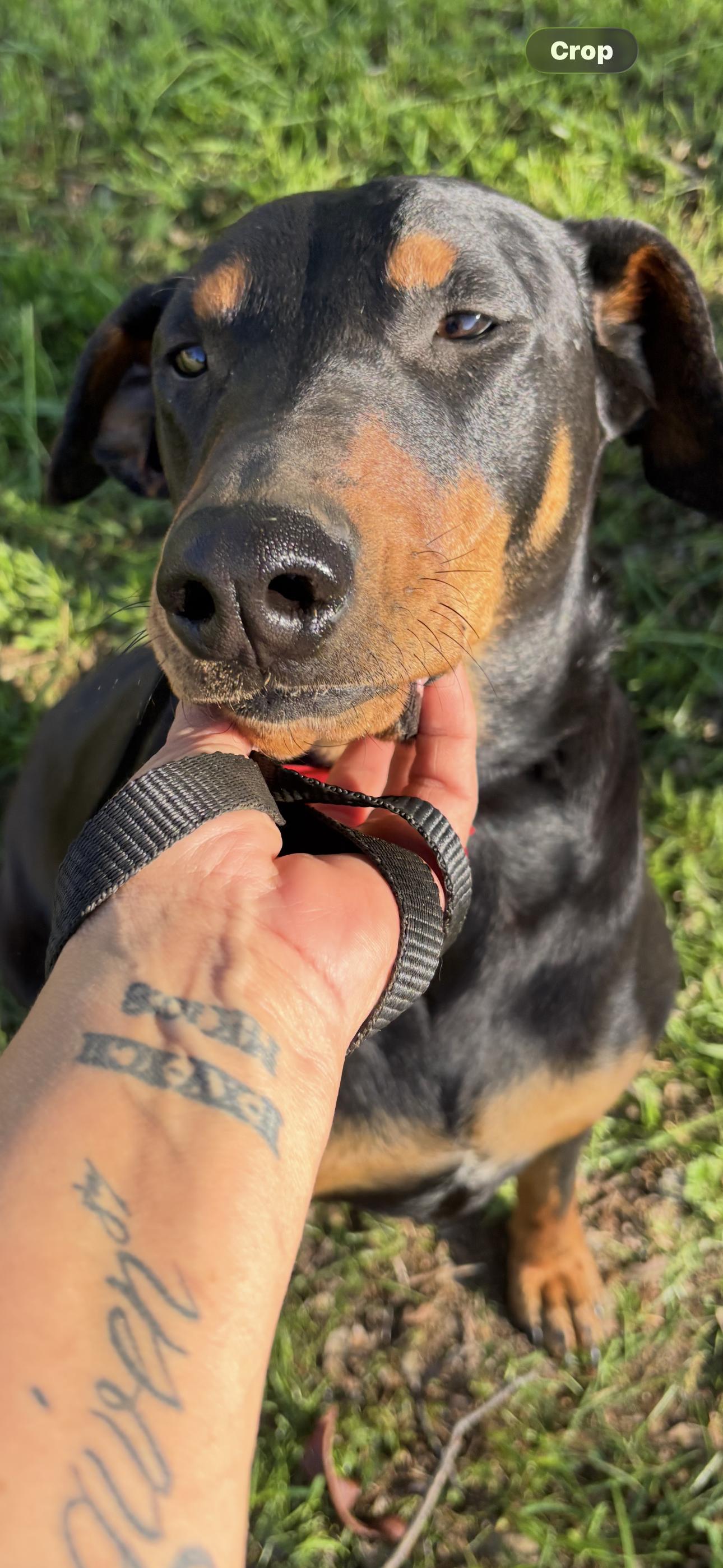 Enlarge Violet, a ADOPTABLE Doberman Pinscher in Cottonwood, CA image 6/6