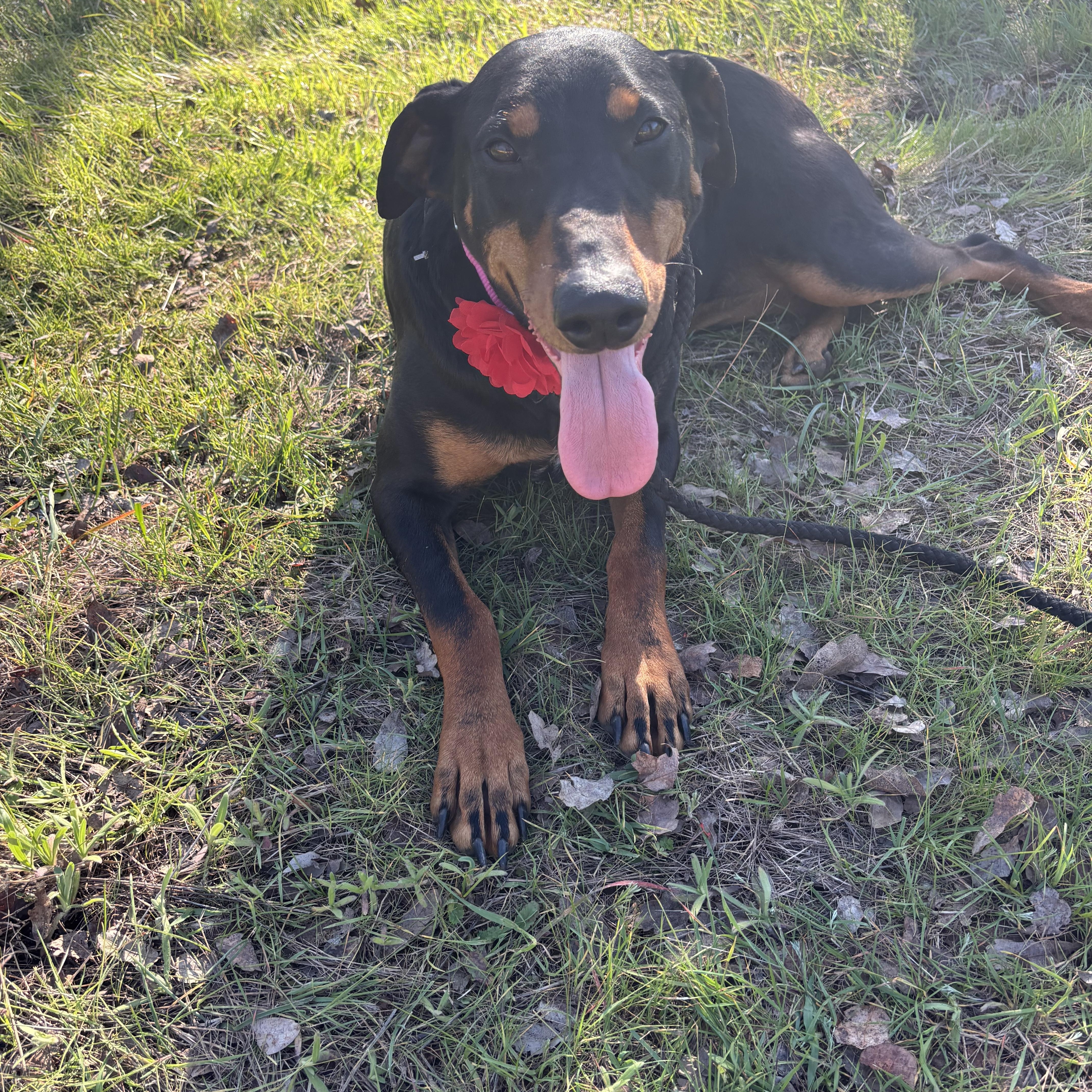 Violet, a ADOPTABLE Doberman Pinscher in Cottonwood, CA image 1/6