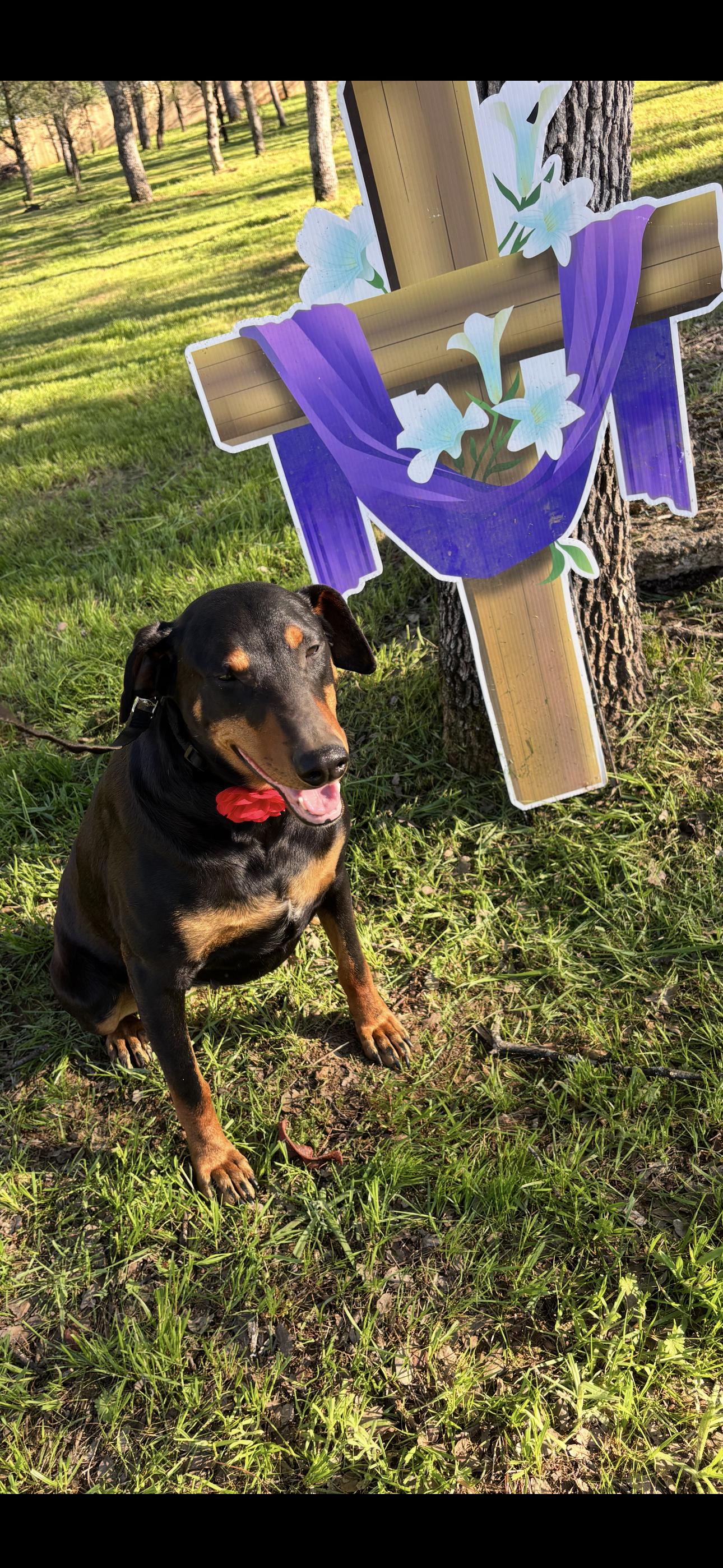 Enlarge Violet, a ADOPTABLE Doberman Pinscher in Cottonwood, CA image 5/6