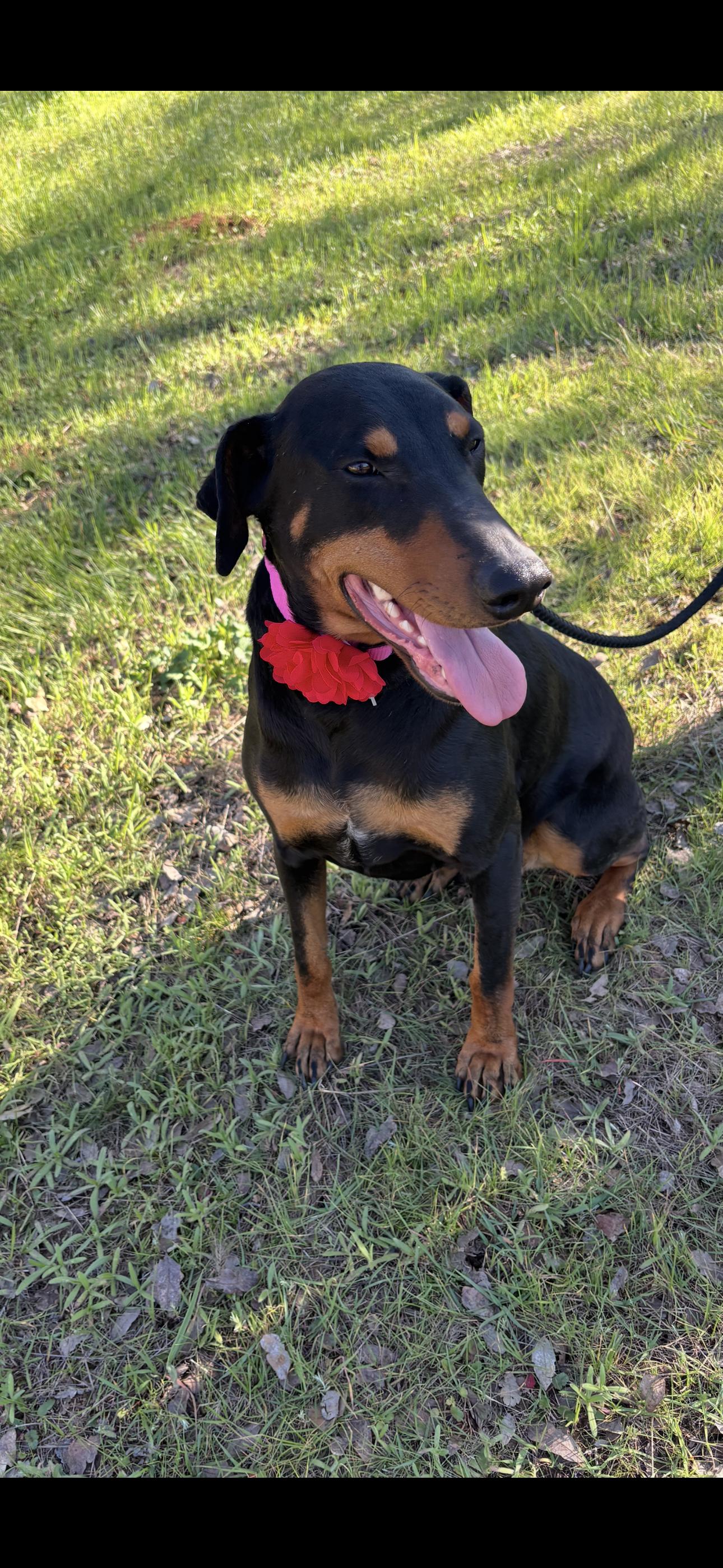 Violet, a ADOPTABLE Doberman Pinscher in Cottonwood, CA image 2/6