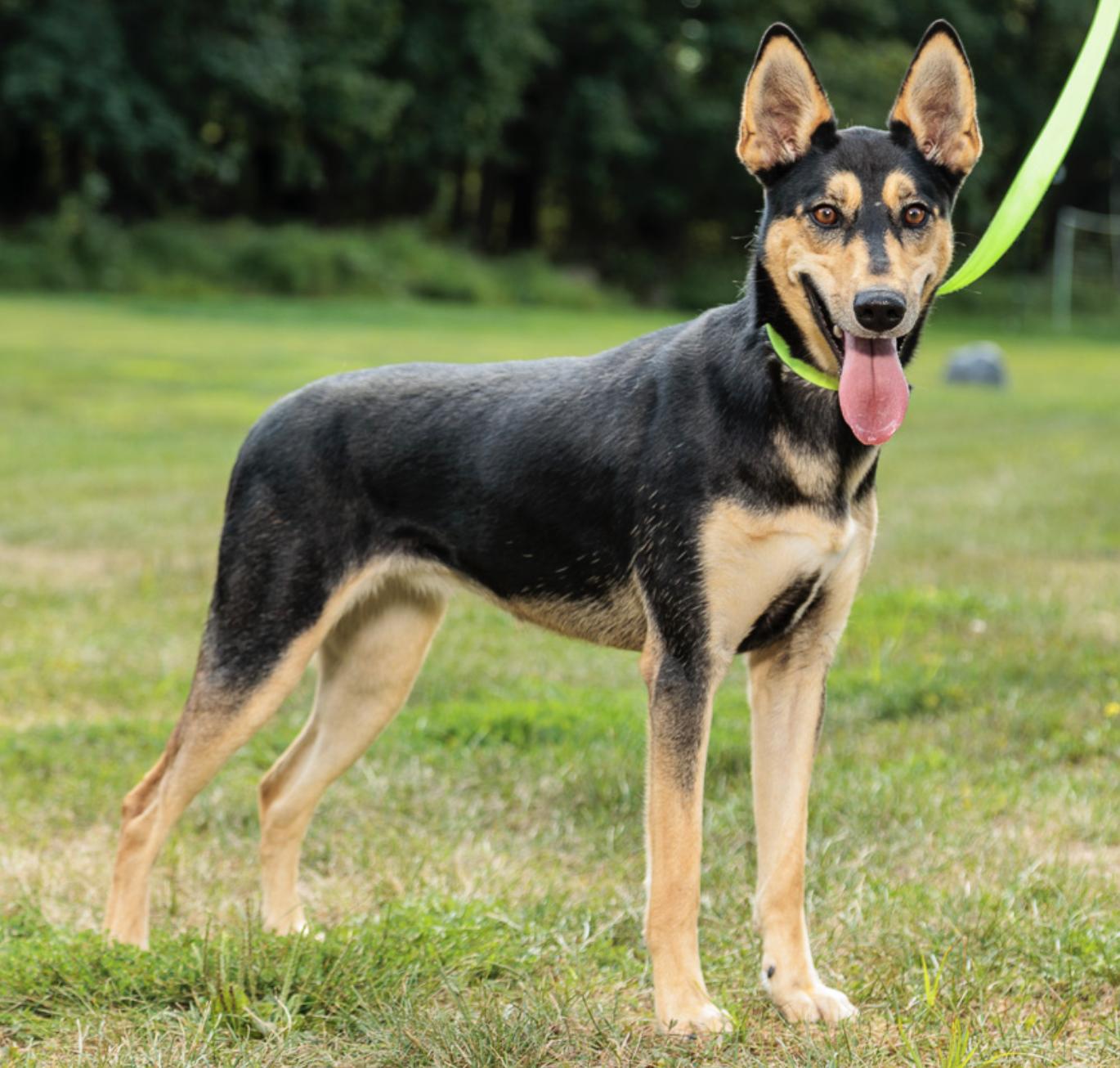 Enlarge Ruth, a Adoptable mixed breed in Chester Springs, PA image 1/2