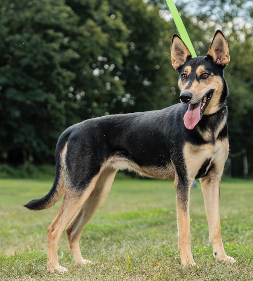 Enlarge Ruth, a Adoptable mixed breed in Chester Springs, PA image 2/2
