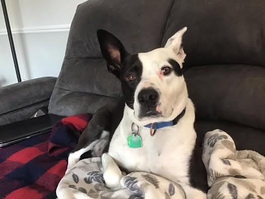 Enlarge Kismet, a Adoptable mixed breed in Watertown, WI image 4/6