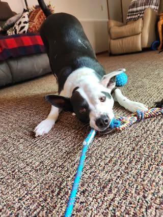 Enlarge Kismet, a Adoptable mixed breed in Watertown, WI image 2/6