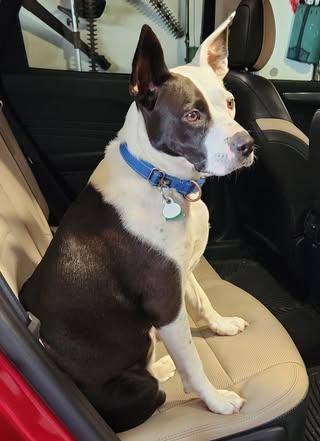 Enlarge Kismet, a Adoptable mixed breed in Watertown, WI image 5/6