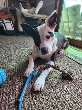 Enlarge Kismet, a Adoptable mixed breed in Watertown, WI image 3/6