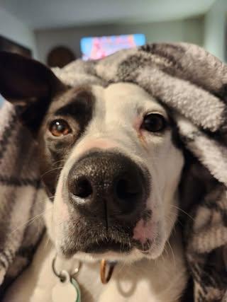 Enlarge Kismet, a Adoptable mixed breed in Watertown, WI image 6/6