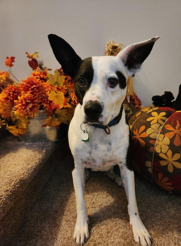 Enlarge Kismet, a Adoptable mixed breed in Watertown, WI image 1/6