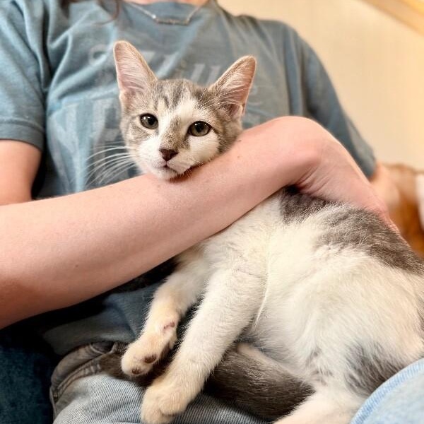 Moe Baby — thumbnail 4