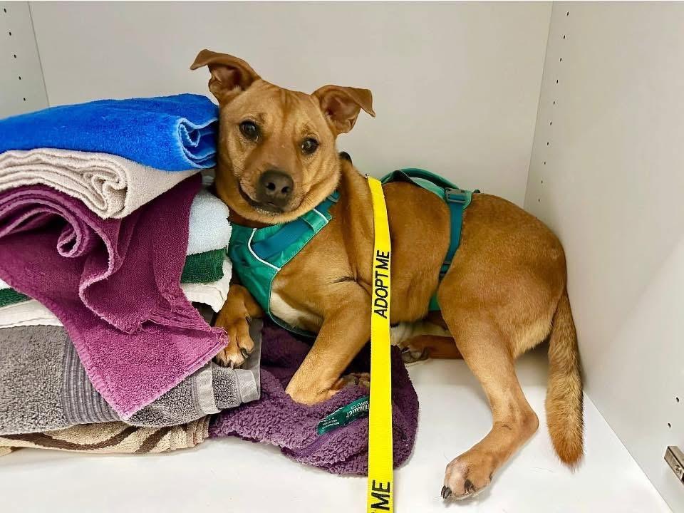 Mills, a ADOPTABLE mixed breed in Covington, TN image 2/5