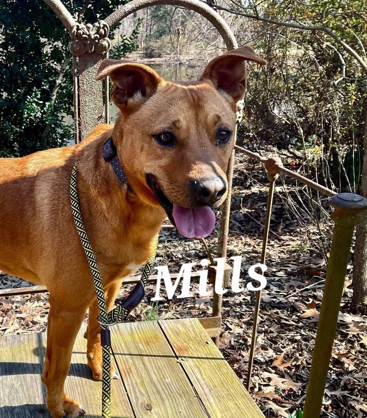 Mills, a ADOPTABLE mixed breed in Covington, TN image 1/5