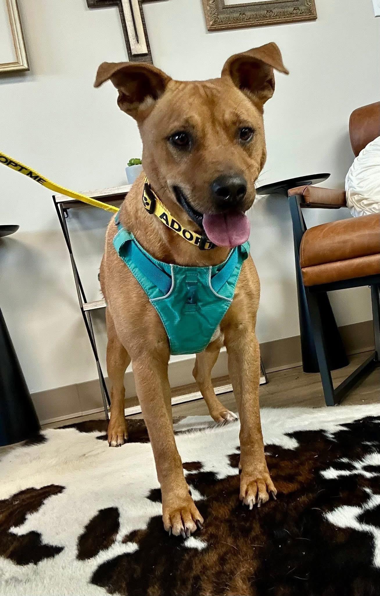 Mills, a ADOPTABLE mixed breed in Covington, TN image 5/5