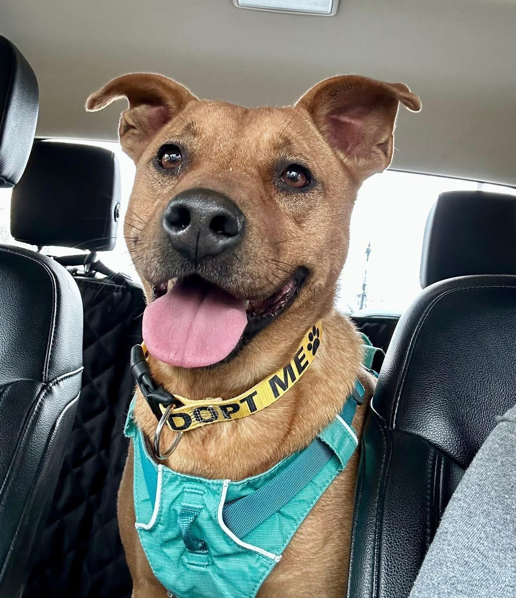 Mills, a ADOPTABLE mixed breed in Covington, TN image 4/5