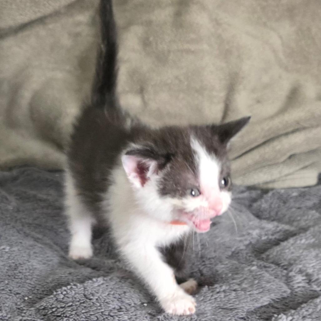 Zorro, Adoptable, Kitten Female Domestic Short Hair.