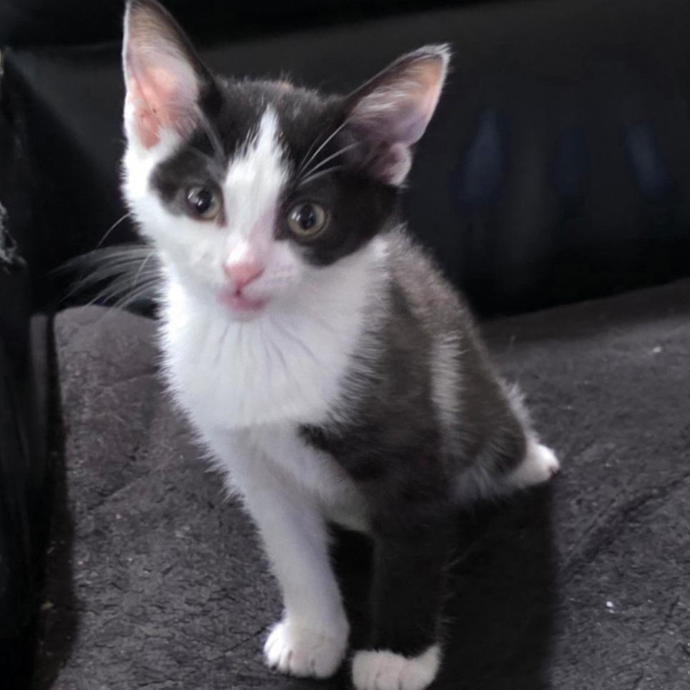 Enlarge Zorro, a Adoptable Domestic Short Hair in Chicago, IL image 2/2