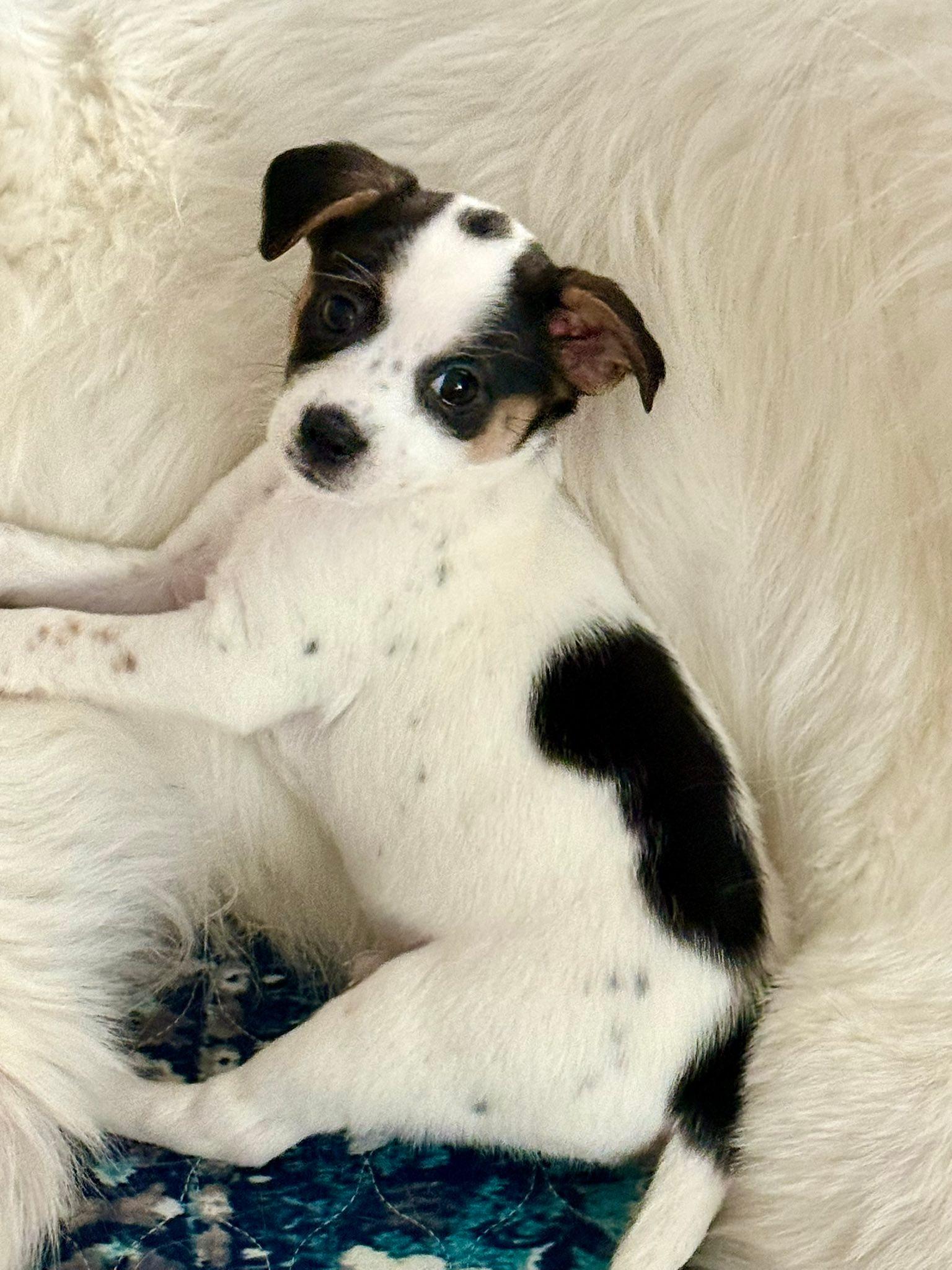 Star Crunch, Adopted, Young Female Shih Tzu & Chihuahua.