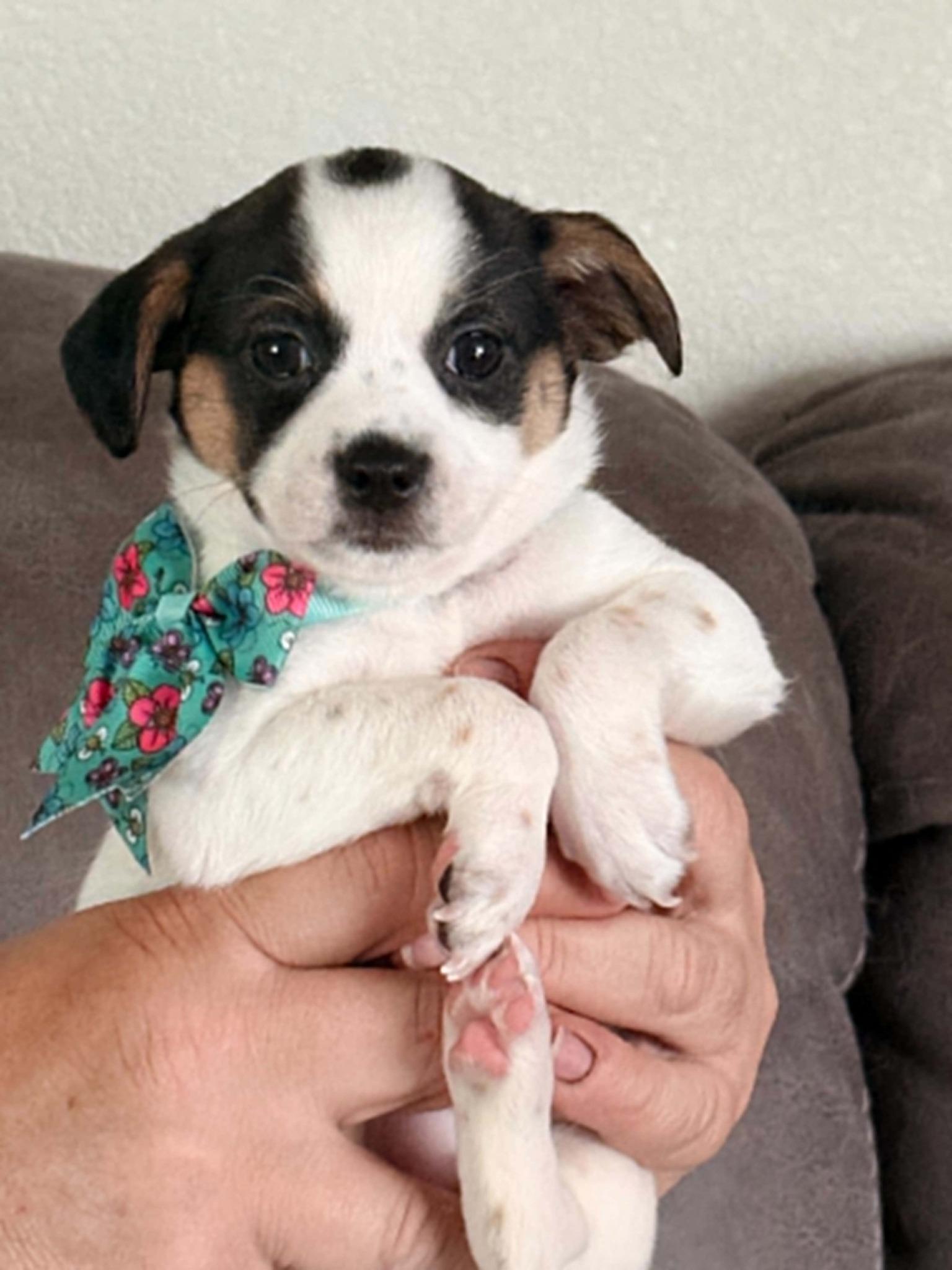 Enlarge Star Crunch, a Adopted mixed breed in West Richland, WA image 2/6