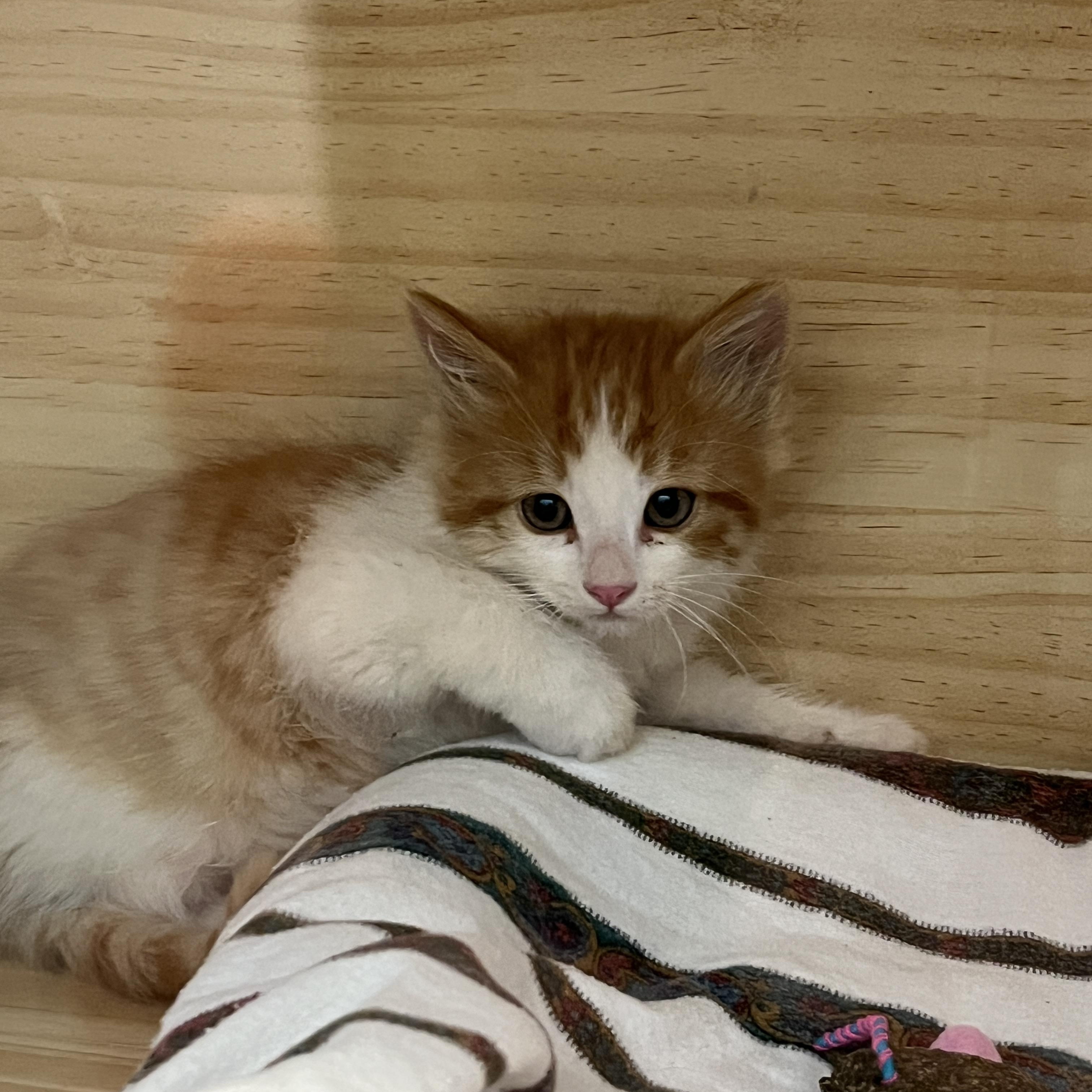 Sweet Potato, an adoptable Domestic Medium Hair, Calico in Torrey, UT, 84775 | Photo Image 4