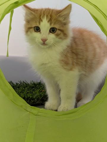 Sweet Potato, an adoptable Domestic Medium Hair, Calico in Torrey, UT, 84775 | Photo Image 1