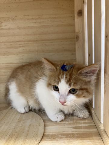 Sweet Potato, an adoptable Domestic Medium Hair, Calico in Torrey, UT, 84775 | Photo Image 3