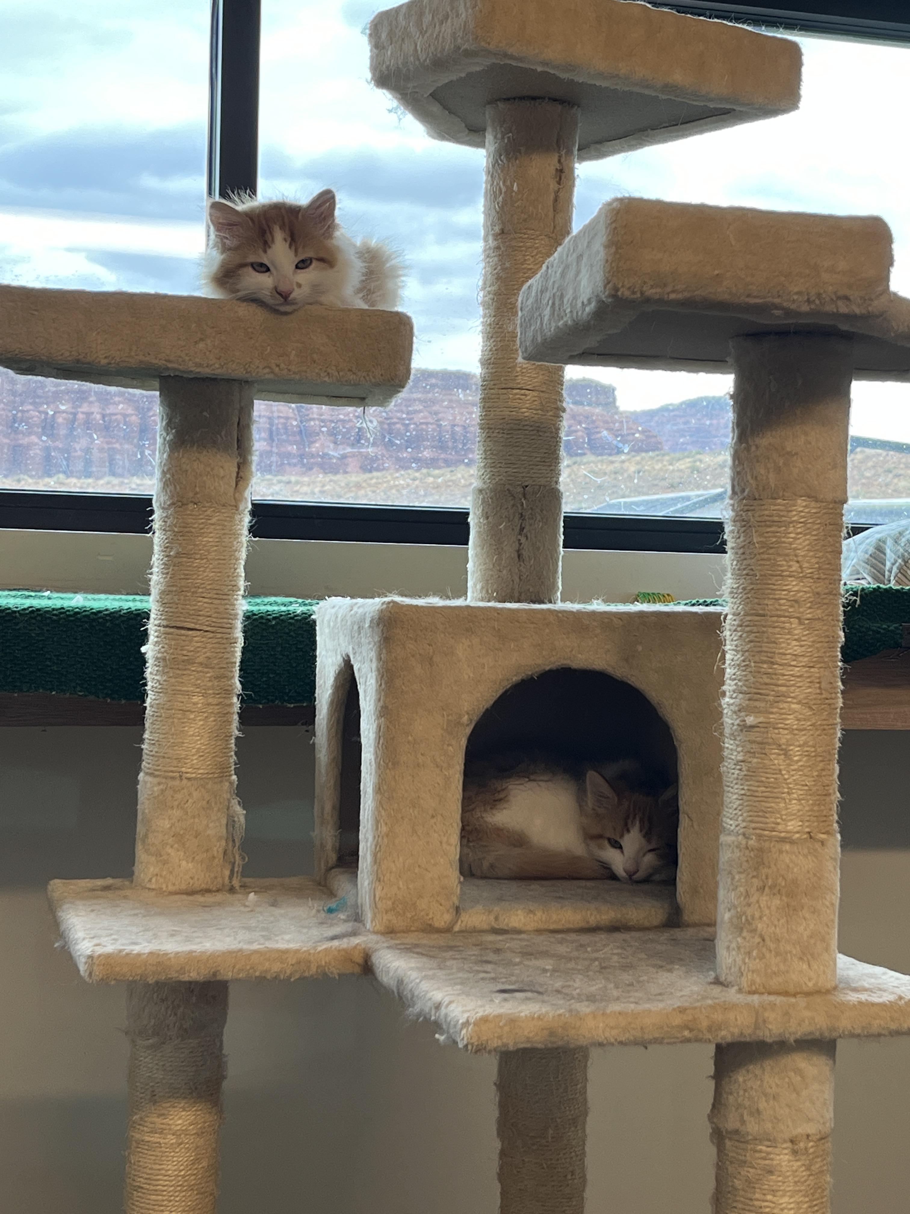 Sweet Potato, an adoptable Domestic Medium Hair, Calico in Torrey, UT, 84775 | Photo Image 2