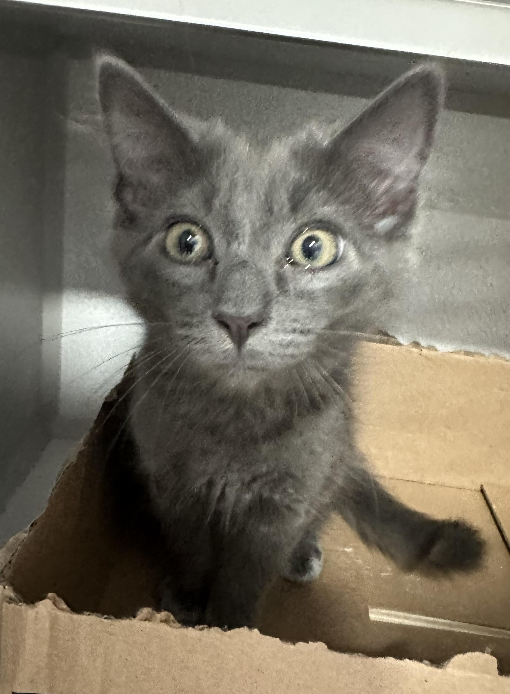 Dusty, ADOPTABLE, Young Male Domestic Short Hair.
