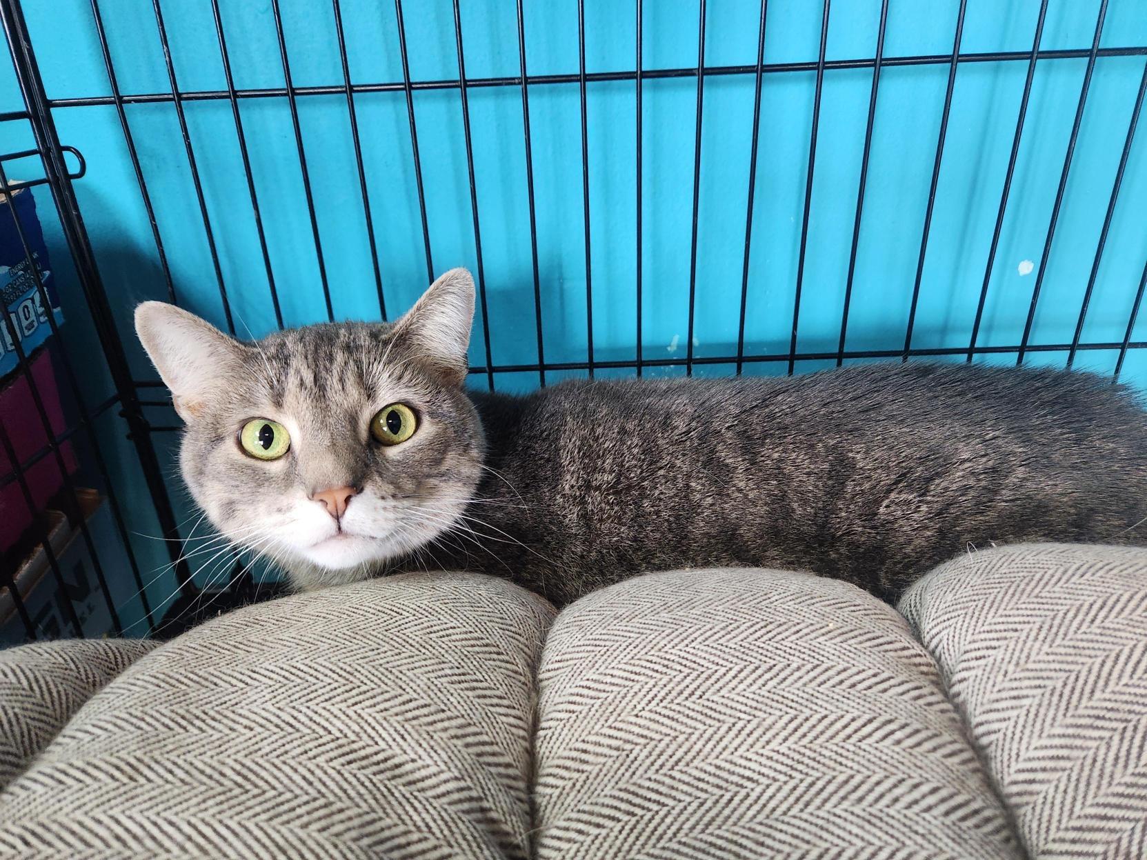 Enlarge Katie from the Future, an adopted Domestic Short Hair in Brookings, SD image 3/4