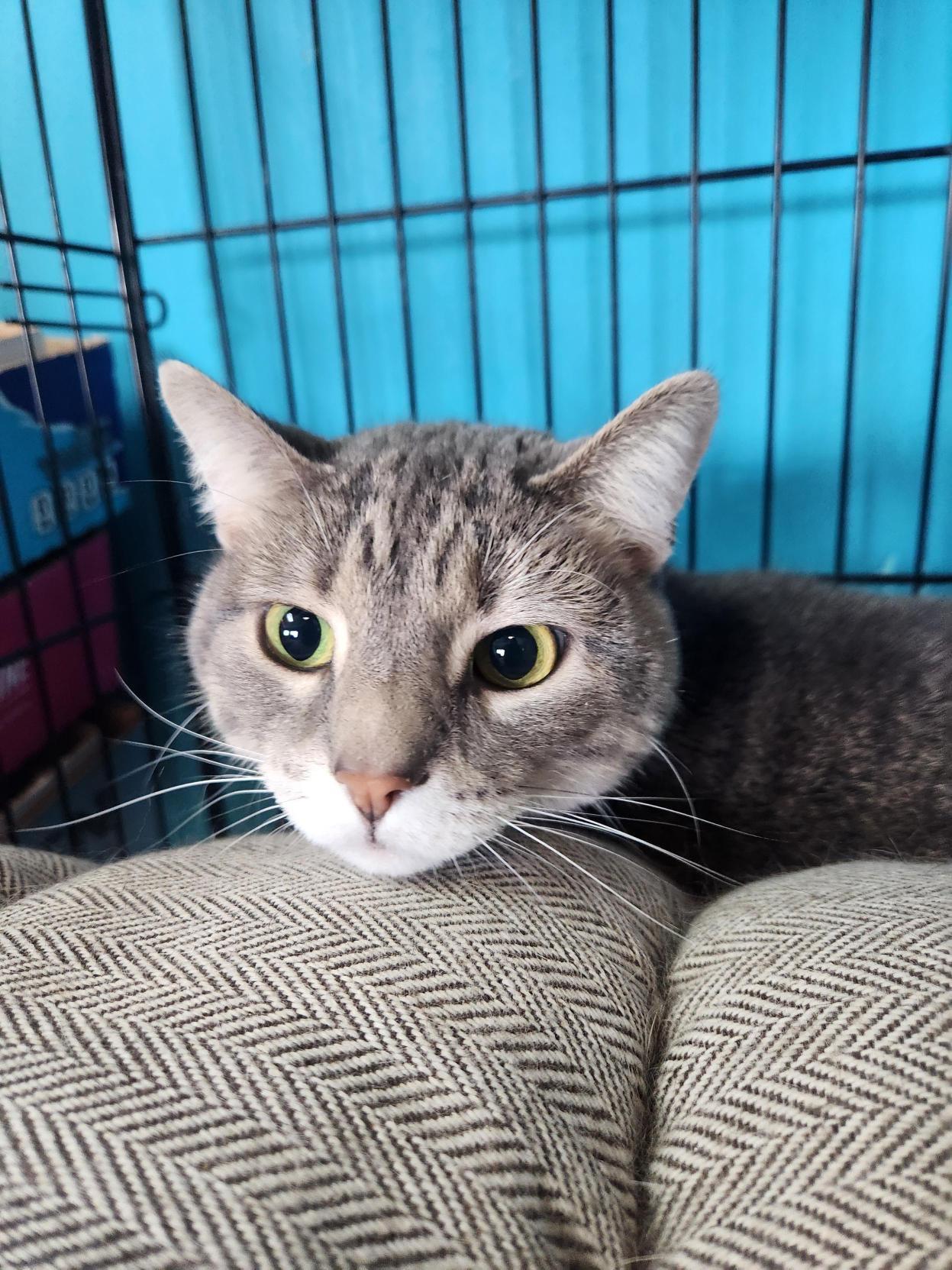 Enlarge Katie from the Future, an adopted Domestic Short Hair in Brookings, SD image 4/4