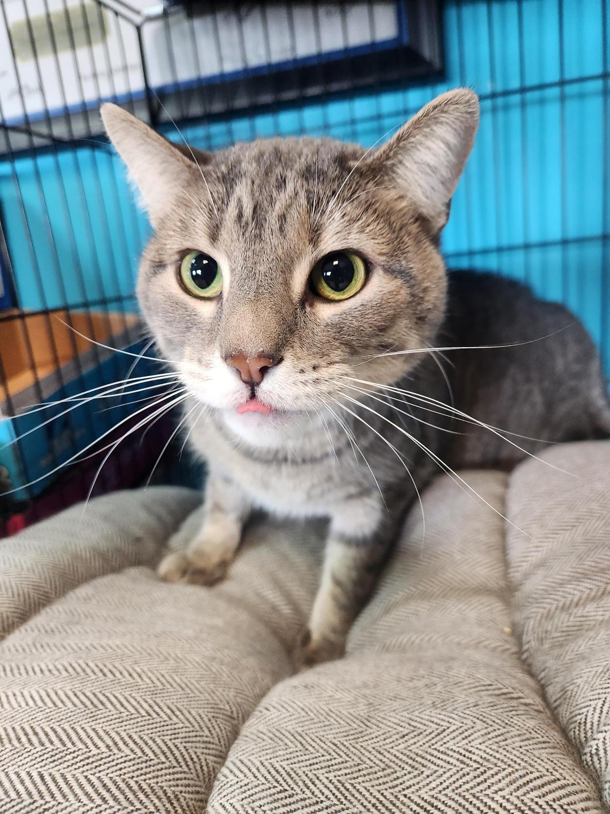 Enlarge Katie from the Future, an adopted Domestic Short Hair in Brookings, SD image 1/4