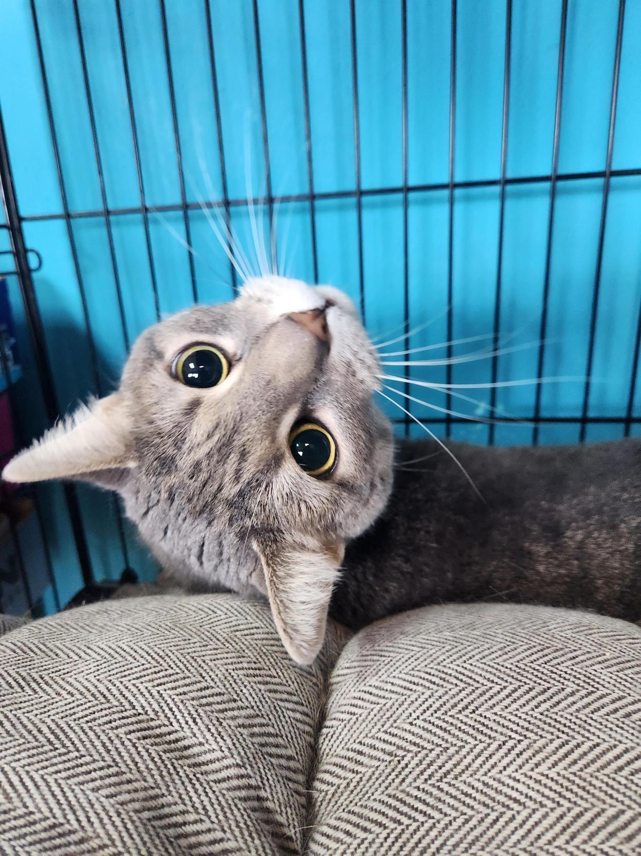 Enlarge Katie from the Future, an adopted Domestic Short Hair in Brookings, SD image 2/4