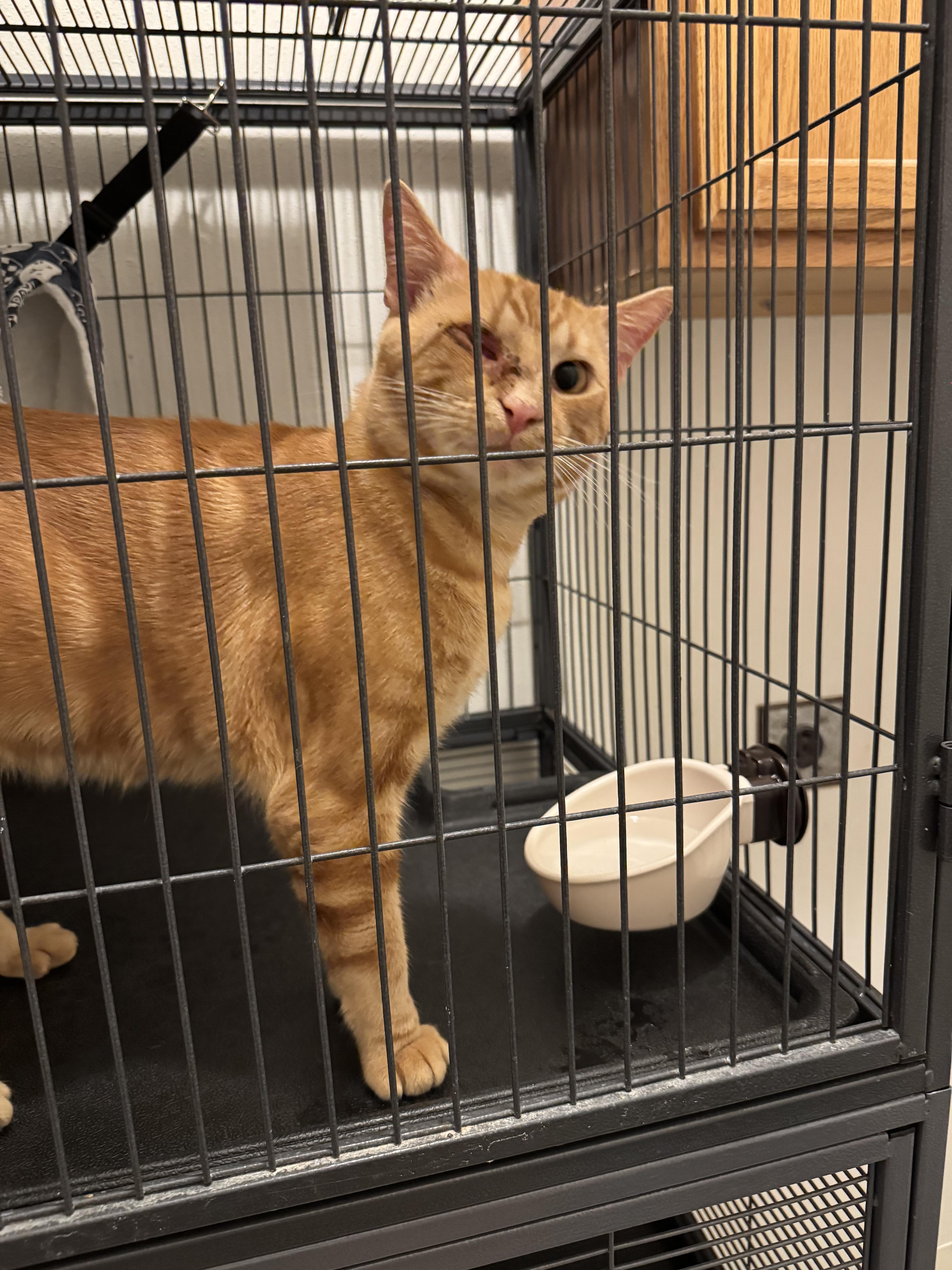 Archie, Adopted, Adult Male Domestic Short Hair.