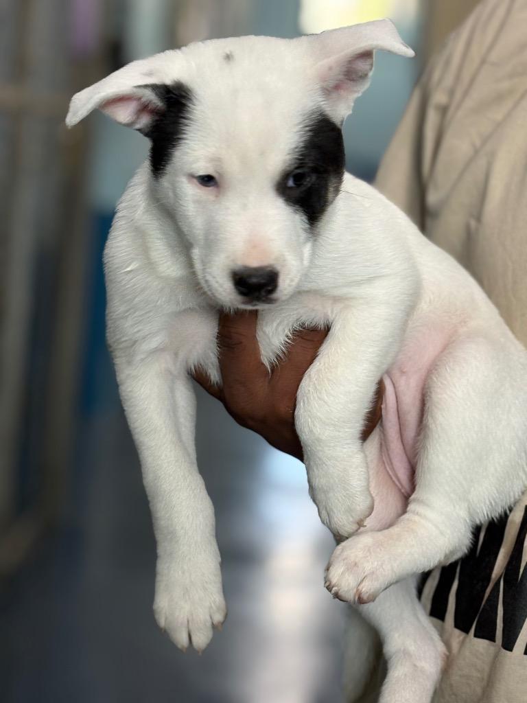 Enlarge Precious, a Adoptable mixed breed in Effingham, SC image 1/1