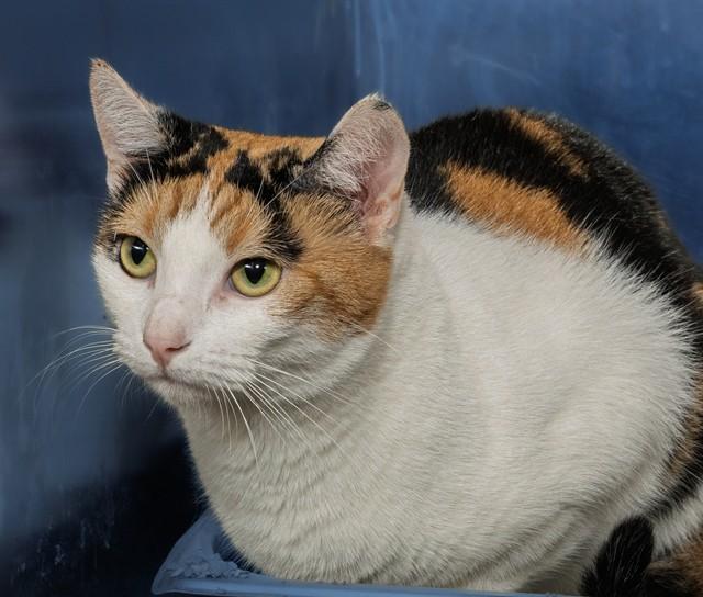 Enlarge MERCURY, a Adoptable mixed breed in Cookeville, TN image 1/1
