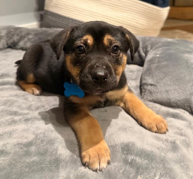 Raina, adopted, Puppy Female Terrier.