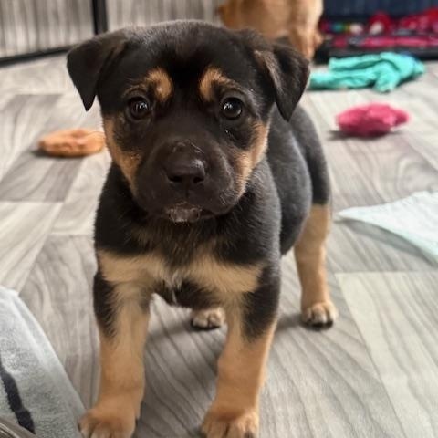 Enlarge Raina, an adopted mixed breed in Plainfield, IL image 4/5