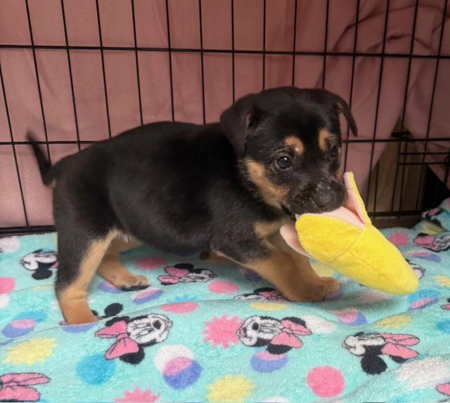 Enlarge Raina, an adopted mixed breed in Plainfield, IL image 3/5