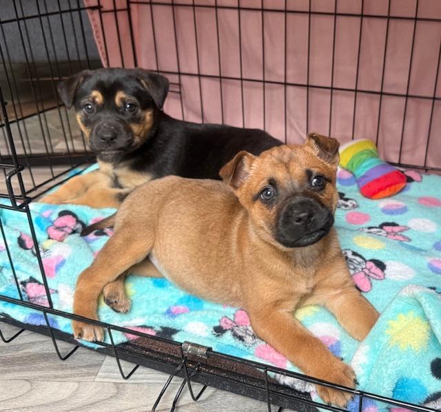 Enlarge Raina, an adopted mixed breed in Plainfield, IL image 5/5