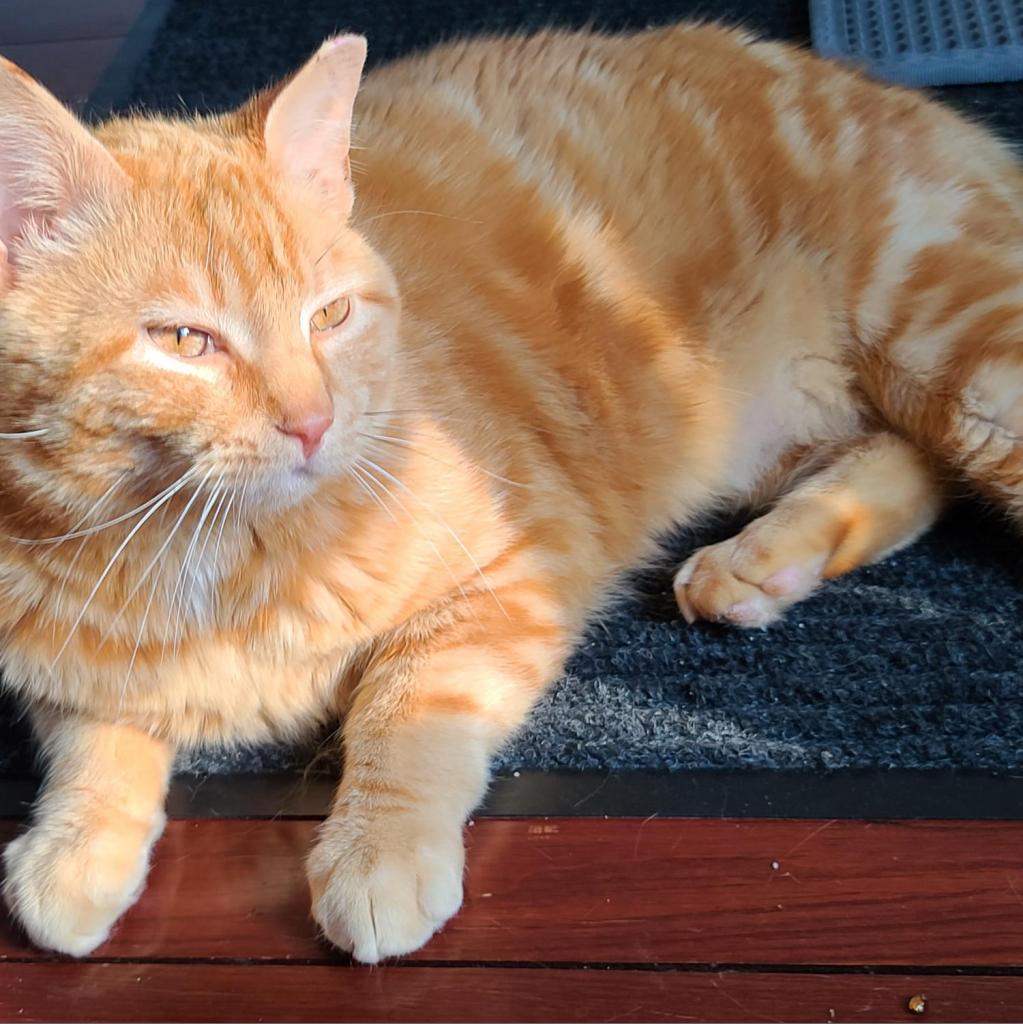 Enlarge Tarzan, a Adoptable Domestic Short Hair in La Grange, KY image 1/1