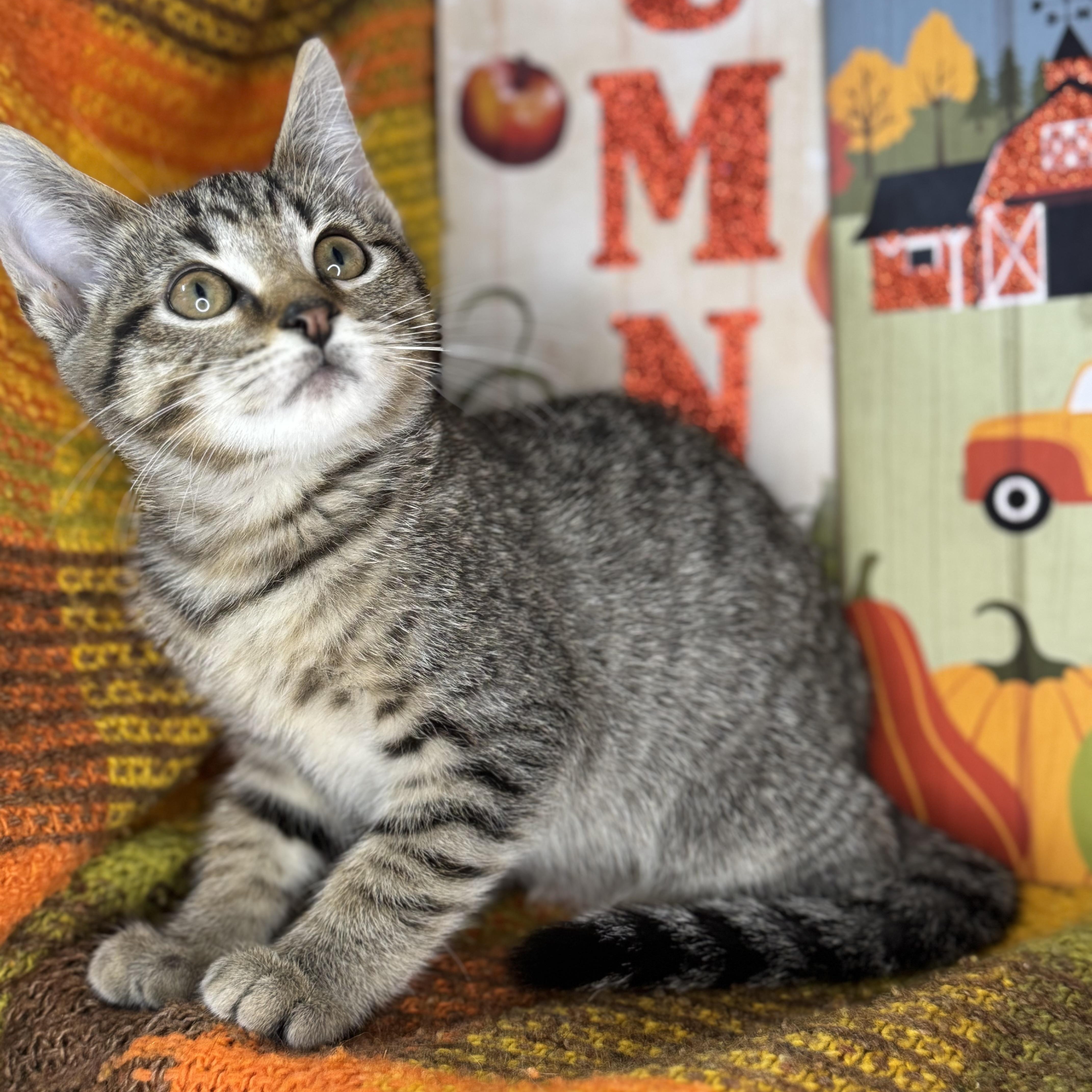 Brown Sugar thumbnail 6