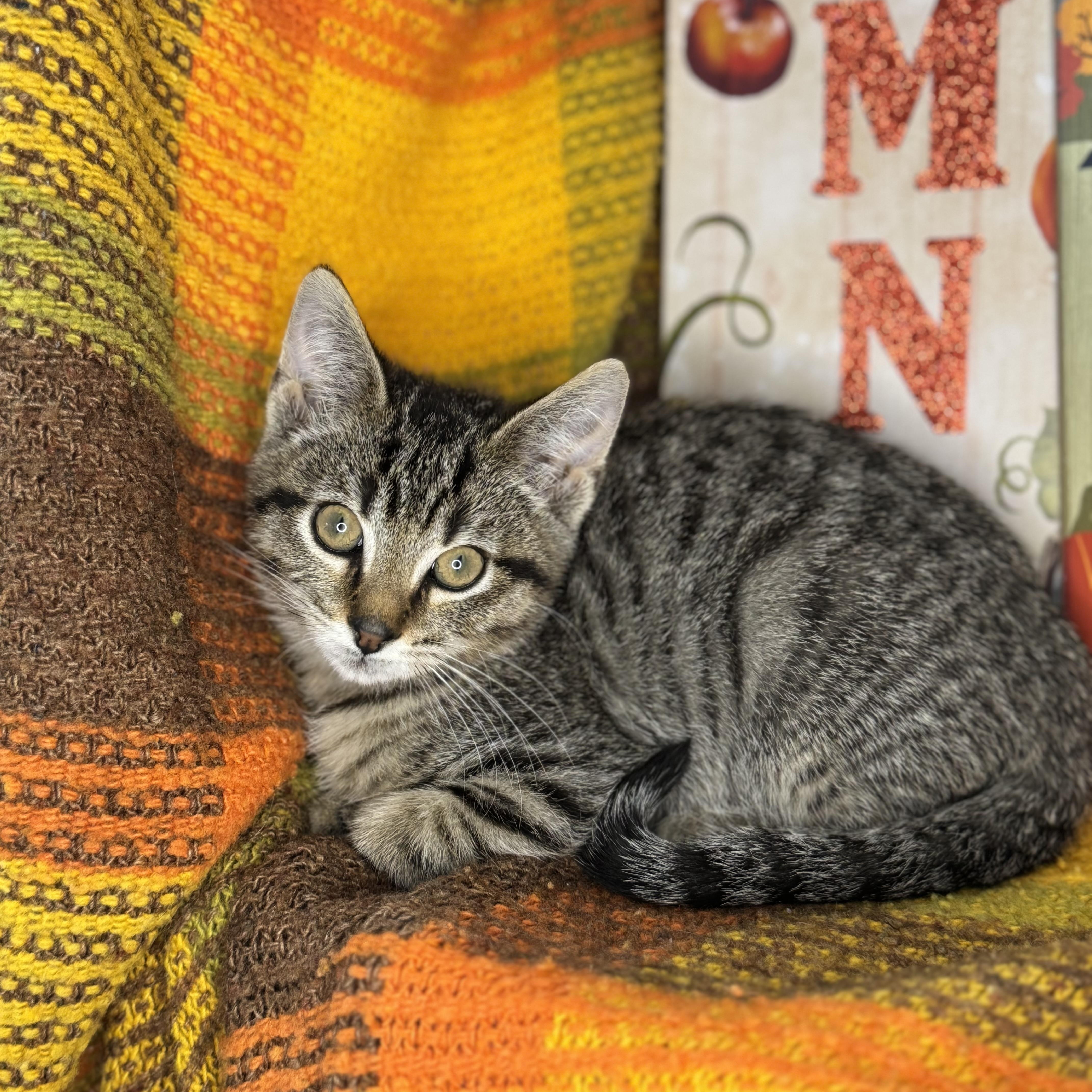 Brown Sugar thumbnail 2