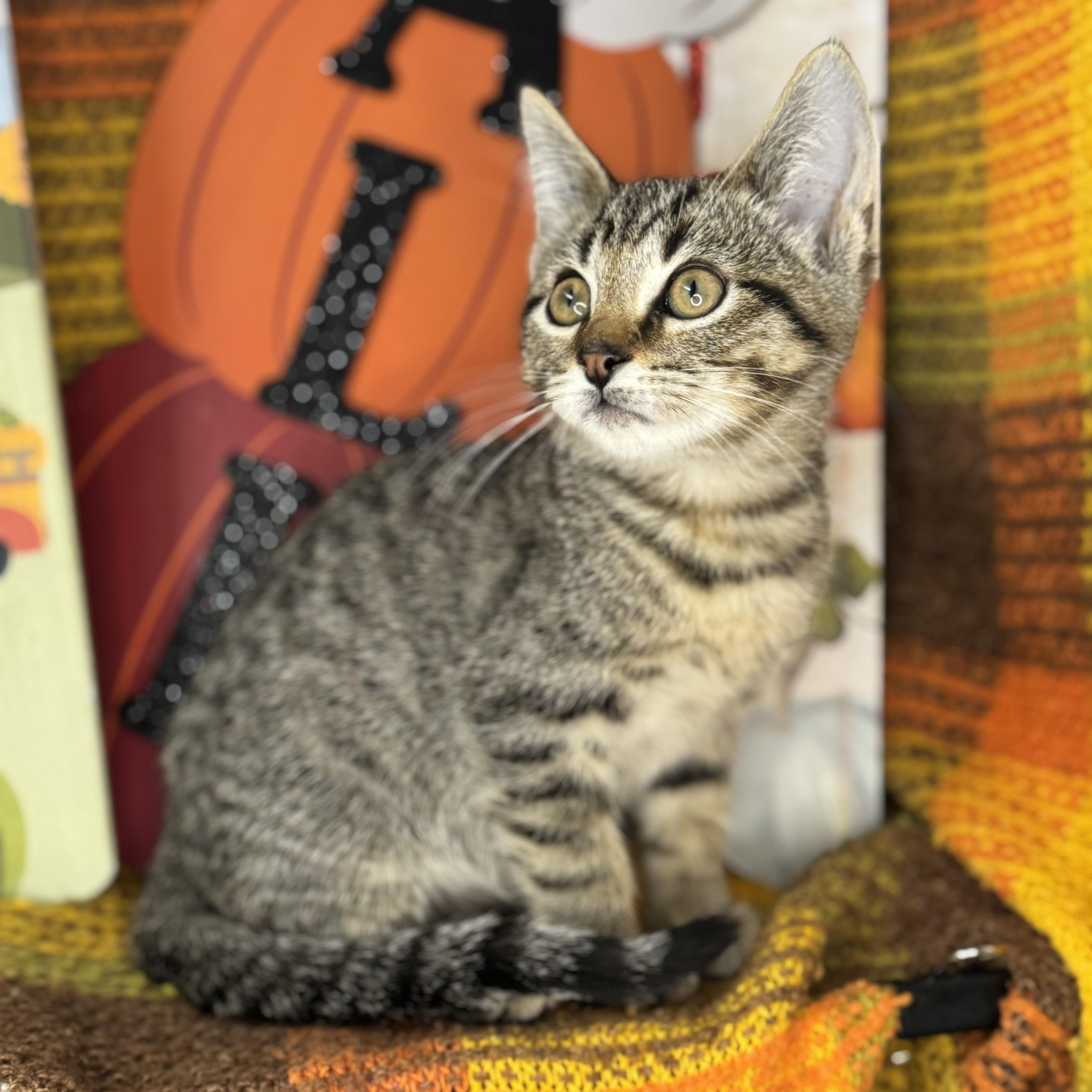 Brown Sugar thumbnail 5