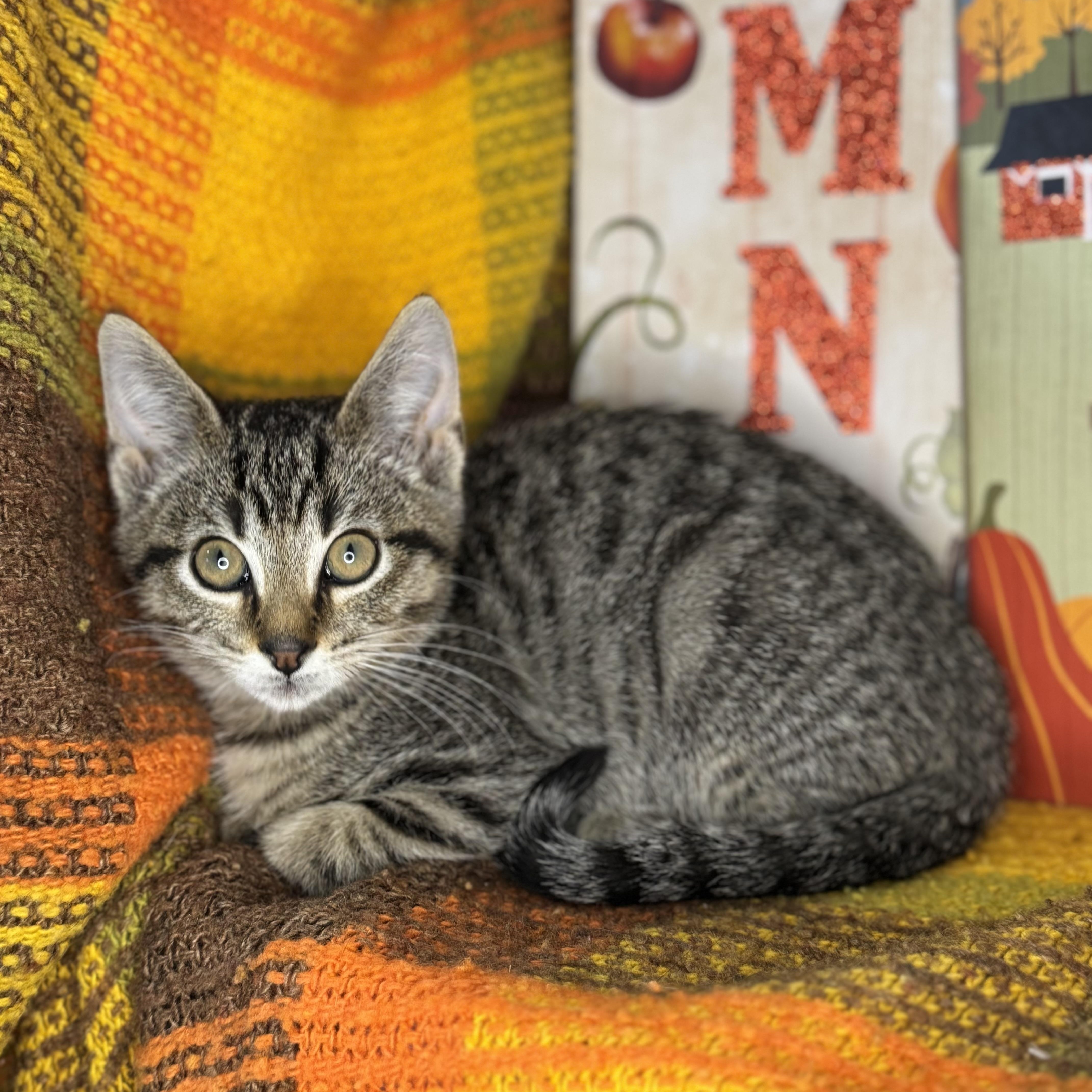 Brown Sugar thumbnail 4